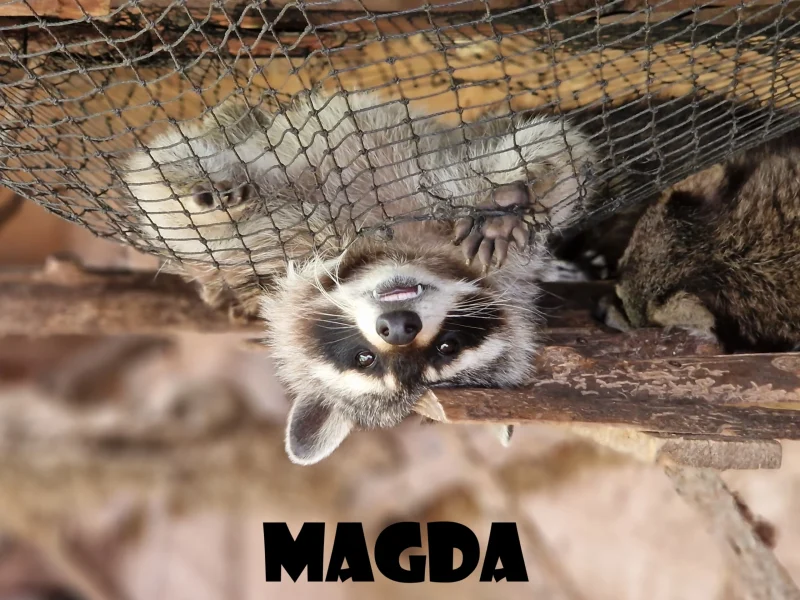 Magda